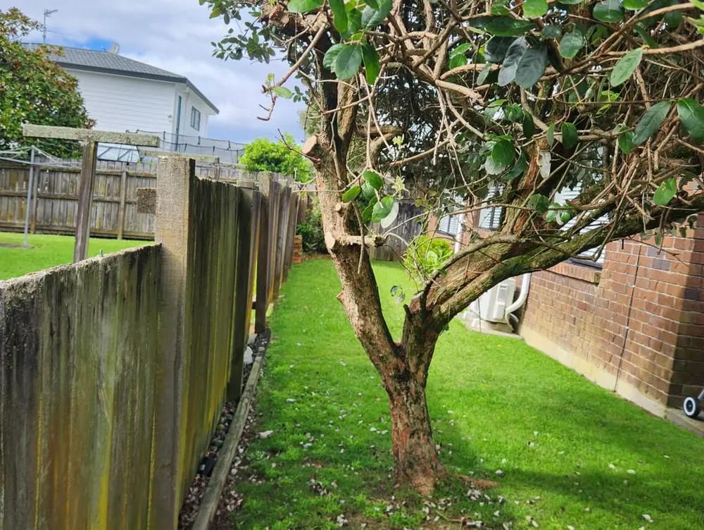 Before: Full pine fence replacement in Avondale, West Auckland